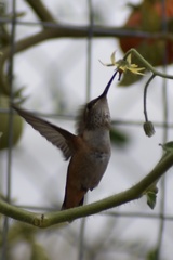 Trochilidae