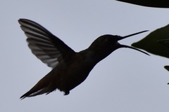 Trochilidae