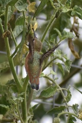 Trochilidae