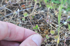 Trifolium microdon