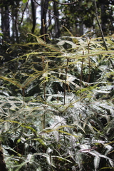 Sticherus brackenridgei