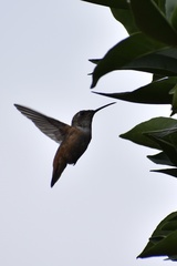 Trochilidae
