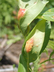Puccinia minutissima