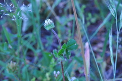 Trifolium microdon