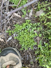 Lysimachia nummularia