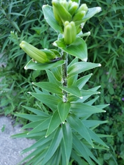 Lilium lancifolium
