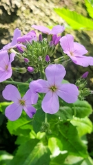 Hesperis matronalis