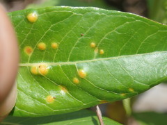 Puccinia minutissima