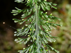 Trichomanes strictum