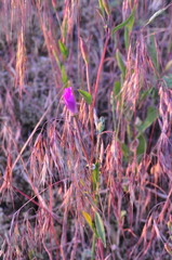 Clarkia amoena