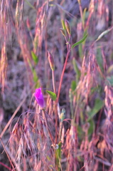 Clarkia amoena
