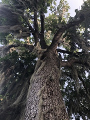 Melanerpes carolinus