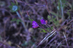 Clarkia amoena