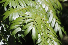 Ptisana attenuata