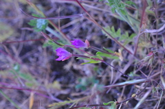 Clarkia amoena