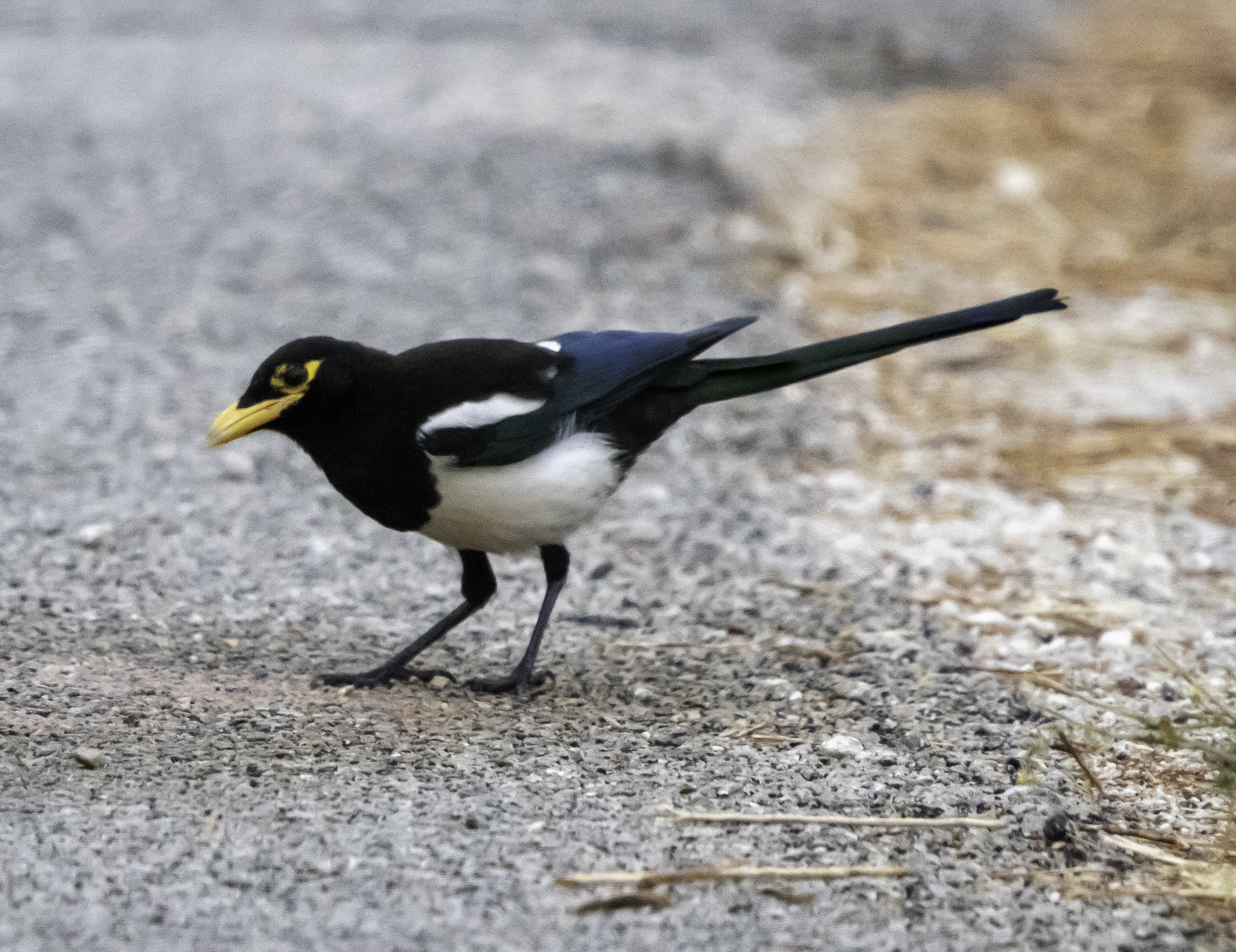 Yellow-billed Magpie illustration