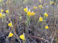 Castilleja lasiorhyncha