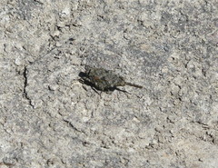 Paratettix cucullatus