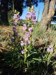 Penstemon ophianthus