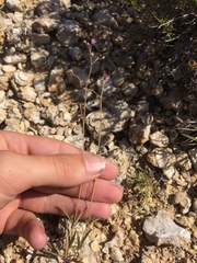 Boerhavia linearifolia