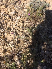 Boerhavia linearifolia