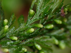 Trichomanes strictum