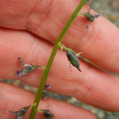 Astragalus eucosmus