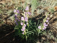 Penstemon ophianthus