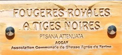 Ptisana attenuata