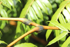 Ptisana attenuata
