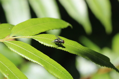 Ptisana attenuata