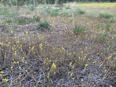 Castilleja lasiorhyncha