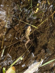 Lithobates spectabilis