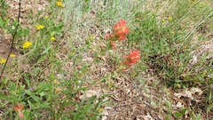 Castilleja martini martini