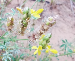 Dalea prostrata