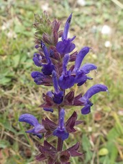 Salvia sclareoides