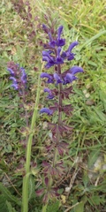 Salvia sclareoides
