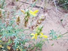 Dalea prostrata