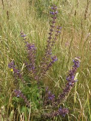 Salvia sclareoides