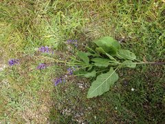 Salvia sclareoides