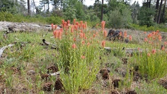 Castilleja miniata oblongifolia