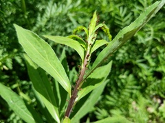 Uroleucon solidaginis