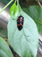 Okiscarta uchidae