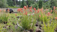 Castilleja miniata oblongifolia
