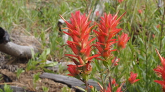 Castilleja miniata oblongifolia