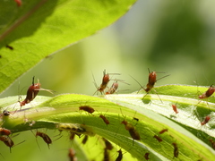 Uroleucon solidaginis