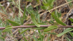 Castilleja miniata oblongifolia