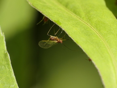 Uroleucon solidaginis