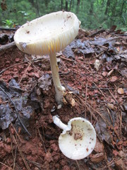 Amanita russuloides
