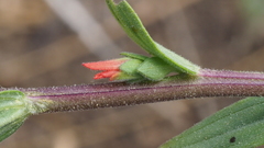 Castilleja miniata oblongifolia
